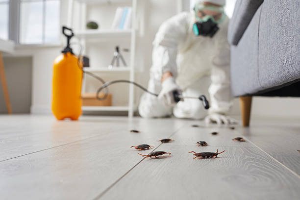Affordable Termite Control solutions in Leslie, MI